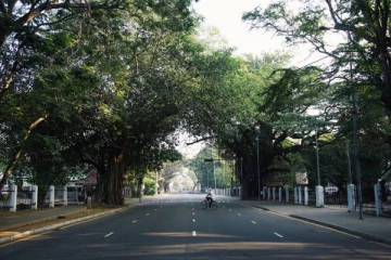 கொழும்பில் 300இற்கும் மேற்பட்ட மரங்களை அகற்ற நடவடிக்கை