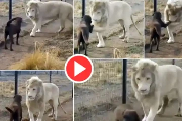 நாயை முத்தமிட்ட சிங்கம்! இணையத்தை தெறிக்கவிட்ட நட்பு- வைரல் வீடியோ