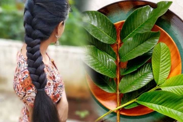 முடியின் அடர்த்தியை அதிகரிக்க உதவும் இலை.., எப்படி பயன்படுத்துவது?