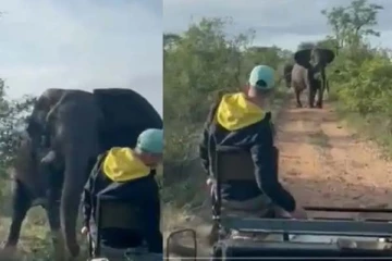 ஆக்ரோஷமாக வந்த யானை: நடுநடுங்கிய மனிதர்கள்! தலைகீழாக கவிழ்ந்த ஜுப்