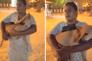 நல்லூரில் மாயமாகும் நாய்கள் : இரவில் நடக்கும் அதிர்ச்சி சம்பவம்