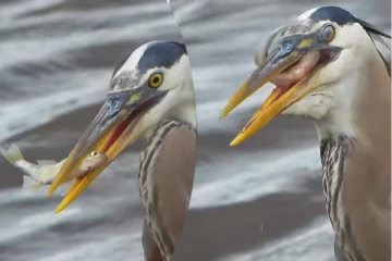 Viral Video: வேட்டையாடிய மீனுடன் ராஜநடை போடும் நாரை! கண்கொள்ளா அழகிய காட்சி