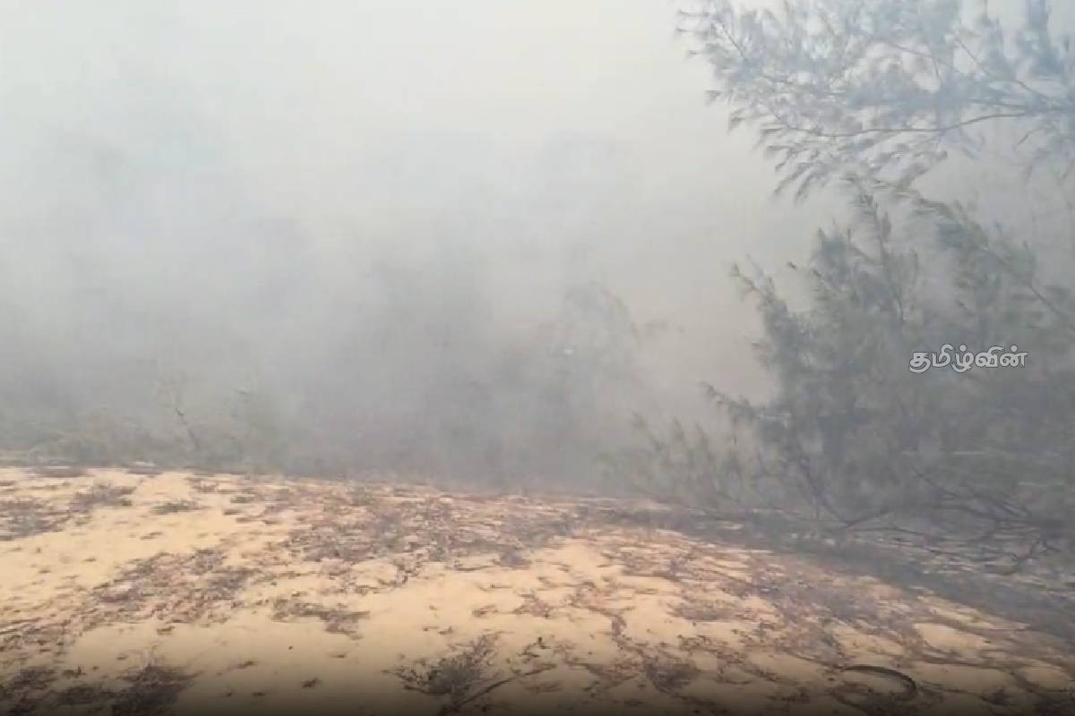 யாழ்ப்பாணம்- சவுக்கம் காட்டிற்கு விசமிகளால் தீ வைப்பு | Fire Breaks Out In Jaffna Manalkadu யாழ்ப்பாணம்- சவுக்கம் காட்டிற்கு விசமிகளால் தீ வைப்பு | Fire Breaks Out In Jaffna Manalkadu