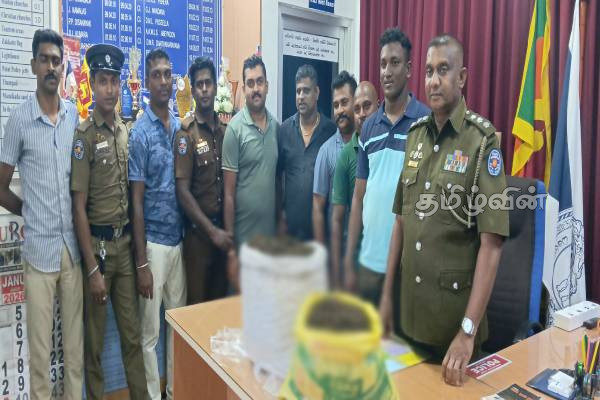 யாழில் இராணுவ தகவலின் அடிப்படையில் 28 கஞ்சா மீட்பு | 28 Cannabis Seized Based On Military Information