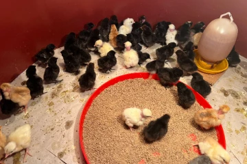 கிளிநொச்சி இயக்கச்சியில் 5000 கோழிக்குஞ்சுகள் விற்பனைக்கு...