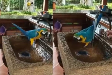 கொளுத்தும் வெயிலில் தண்ணீர் குழாயை திறந்து குளியல் போட்ட கிளி! வைரல் வீடியோ