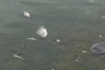 தொண்டைமானாறு கடல் நீர் ஏரியில் இறந்த நிலையில் கரையொதுங்கும் மீன்கள்(Video)