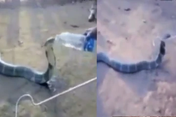 இறக்கும் நிலையில் இருந்த ராஜ நாகம்: போத்தலில் நீர் குடித்த காட்சி