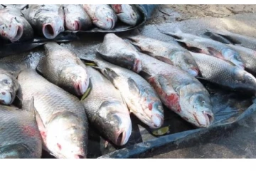 அம்பாறை மாவட்டத்தில் என்றுமில்லாதவாறு அதிகளவில் கிடைத்த கணையான் மீன்கள்