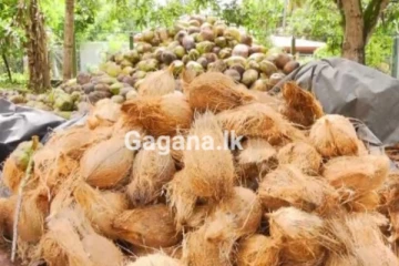 තව සති දෙකකින් පොල් මිලට සිදුවන දේ..