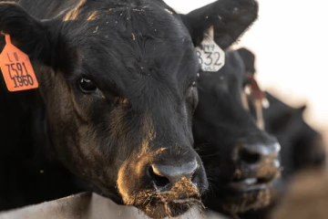 வடக்கு கிழக்கில் கால்நடைகள் உயிரிழந்தமைக்கான காரணம் வெளியானது