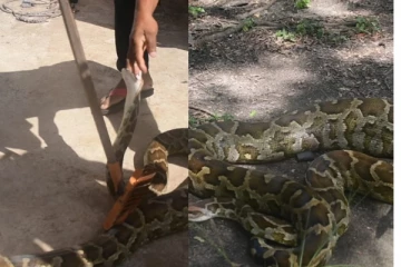 ගෙවත්තෙන් අල්ලාගත් දැවැන්ත පිඹුරා වන ජීවි අධ්‍යක්ෂවරයාව හපා කයි..(VIDEO/PHOTOS)