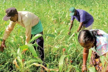 එල්නිනෝ නිසා රත් වෙලා හිටපු ගොවියන්ට සතුටු හිතෙන ආරංචියක් - සියලු බෝග ආවරණය කරමින් කරන්න යන දේ