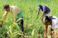 එල්නිනෝ නිසා රත් වෙලා හිටපු ගොවියන්ට සතුටු හිතෙන ආරංචියක් - සියලු බෝග ආවරණය කරමින් කරන්න යන දේ