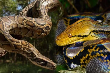 பார்த்தாலே நடுங்குமே.. மலைப்பாம்பை பிடித்து கொல்லும் வினோத போட்டி!