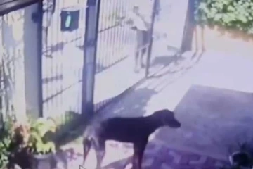 සුනඛයා සිහිසුන් කර පුද්ගලයන් දෙදෙනෙකු නිවසකට පැන සිදු කළ දේ..(VIDEO)