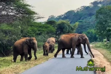 கந்தளாய் பகுதியில் காட்டு யானைகளின் அட்டகாசம்