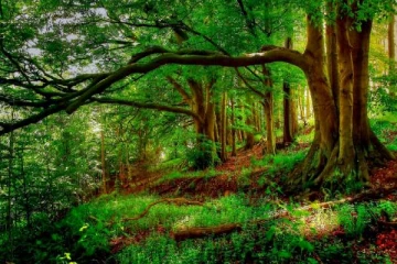 இயற்கை வனப்பரப்பை அதிகரிக்க விசேட திட்டம்