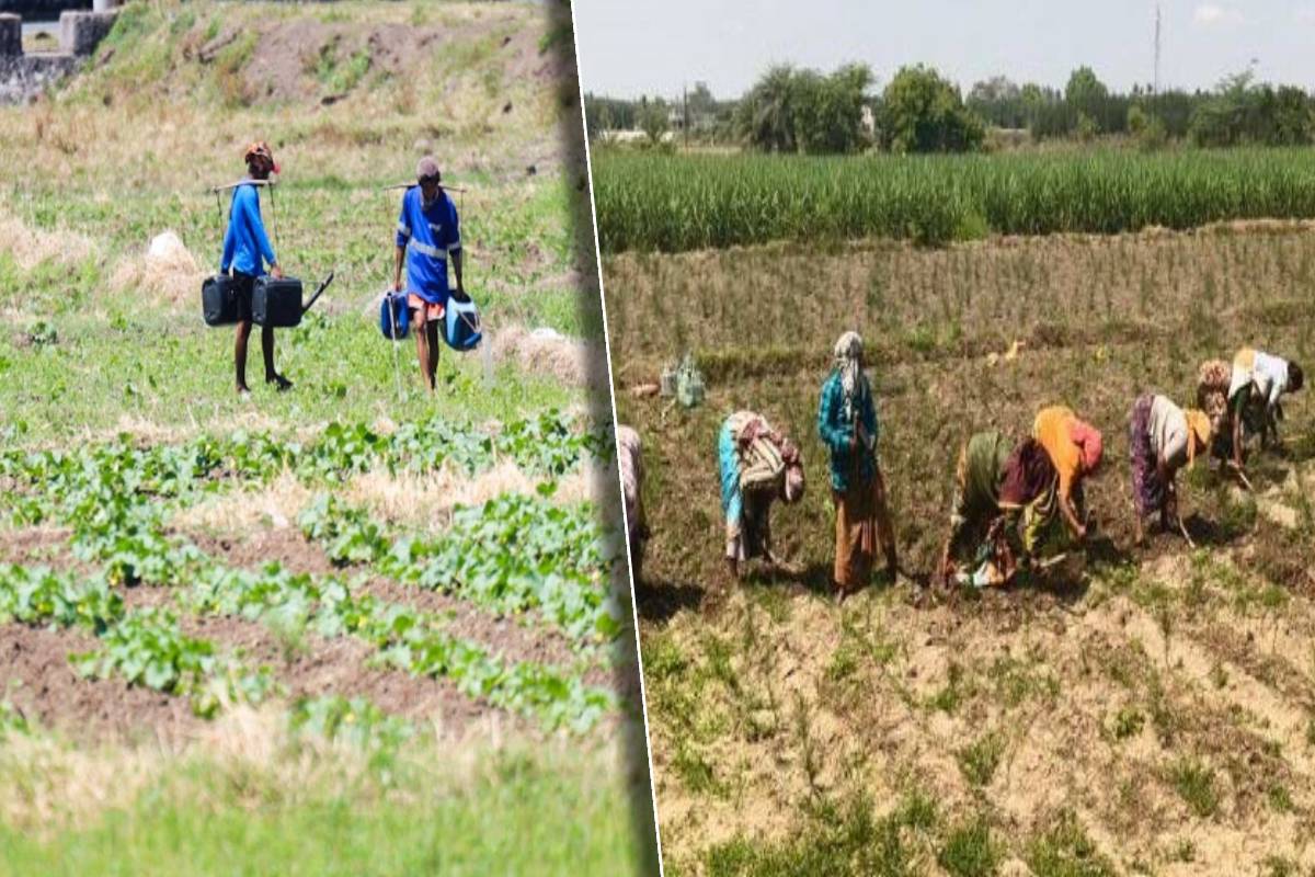 வெயில் கொளுத்தும் நிலையில் வயல்களுக்கு தீ வைப்பு: சட்ட நடவடிக்கை எடுக்க கோரிக்கை | Arson In The Kandalai Area