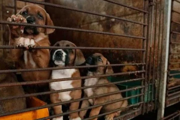 සුනඛයින් ඝාතනය තහනම් කරමින් නව නීතියක්..