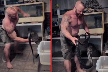 viral video: நிபுணரையே மிரளவிட்ட ராஜ நாகம்... உயிர் பயத்தை காட்டிய காட்சி!