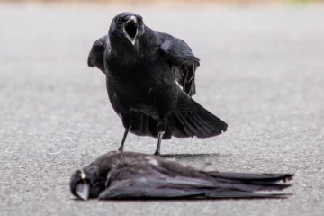 சாலையில் இறந்த காகத்தை பார்த்தால் என்ன அர்த்தம் தெரியுமா? சகுனத்தின் கூற்று