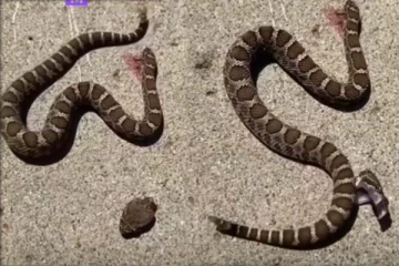 தலை துண்டிக்கப்பட்ட பாம்பு! தன்னைத் தானே கடிக்கும் பகீர் காட்சி