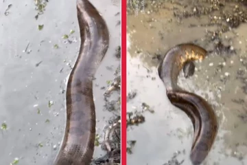 சேற்றில் மூழ்கியடி ஓய்வெடுக்கும் ராட்சத அனகொண்டா! மெய்சிலிர்க்க வைக்கும் வைரல் காட்சி