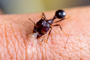 எறும்பு கடித்தவுடன் வலி ஏற்படுவதற்கான காரணம் என்ன?