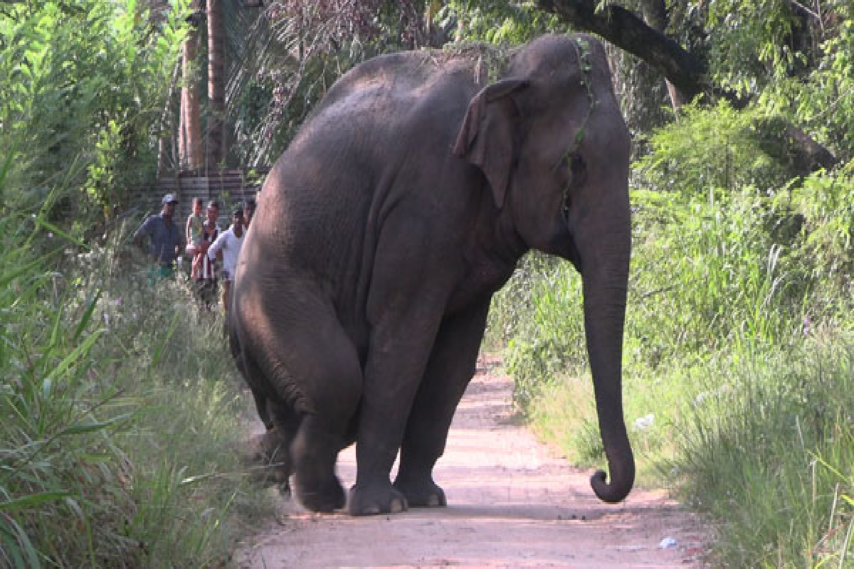 அதிகாலை இடம்பெற்ற அனர்த்தம் : கால்கள் சிதைந்து அலைந்து திரியும் காட்டு யானை | Elephant Hit By Train In Trouble