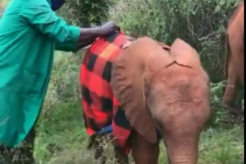 குட்டி யானைக்கு தாயாக மாறிய மனிதன்.... மில்லியன் இதயங்களை கண்ணீர் சிந்த வைத்த பாசம்