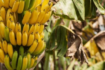 தினசரி 2 வாழைப்பழங்கள் சாப்பிட்டால் பெண்களுக்கு இத்தனை நன்மைகளா!