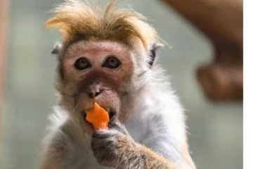 රිළා ගැටලුවට විකල්ප කිහිපයක්..