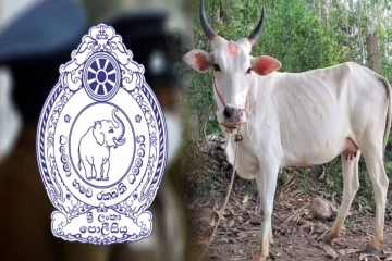 ஒரே இரவில் மாயமான 30 இலட்சம் பெறுமதியான மாடுகள் - உரிமையாளர் விடுத்துள்ள கோரிக்கை