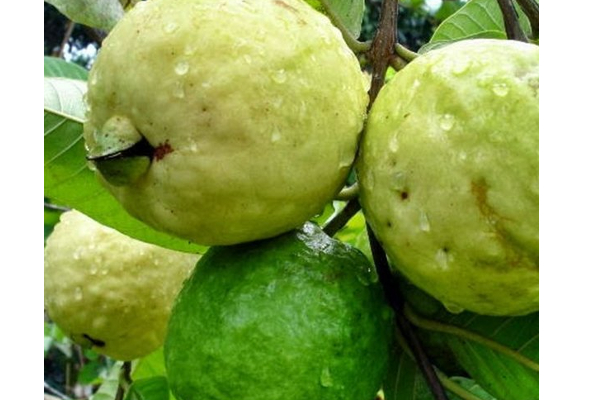 எடையை விரைவாக குறைக்க டயட்டின் போது கொய்யா பழம் சாப்பிடலாமா? சாப்பிட்டால் என்ன நடக்கும் | Guava Fruit Helps To Reduce Weight And Diet