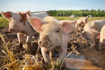 பெண்களை கொன்று பன்றிகளுக்கு இரையாக்கிய பண்ணையாளர்; கொடூரத்தின் உச்சம்
