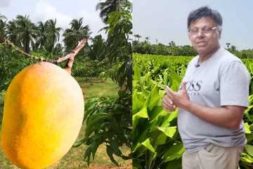 யாழில் புதிய திட்டங்களோடு களமிறங்கும் வெளிநாட்டு முதலீட்டாளர் (Video)