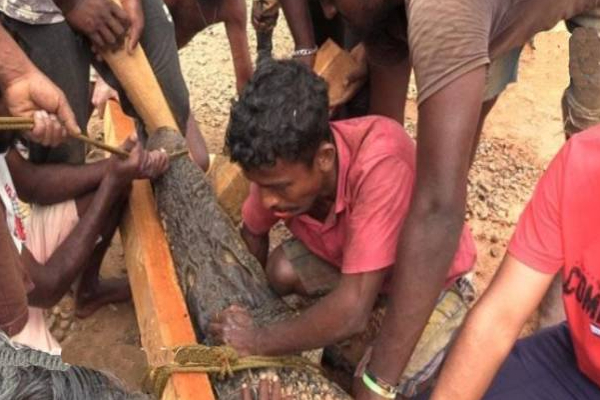 உயிரை பணயம் வைத்து இலங்கை இளைஞன் ஒருவர் மேற்கொண்ட செயல்! | Sri Lankan Youth Took Bait From Mouth Of Crocodile