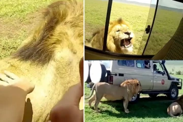 சிங்கத்தைத் தொட முயன்ற சுற்றுலாப்பயணி... சிங்கம் கொடுத்த அதிர்ச்சி