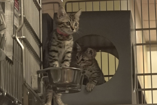UK Teen arrested for killed cats and Sadistic desire, Police Investigate Link Between Kitten Killings and Online Network