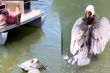 உயிரிழக்கும் நிலையில் இருந்த பறவை.... கடைசியில் துள்ளிக்குதித்து சென்றது எப்படி?