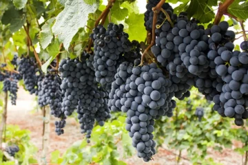 திராட்சை பழத்தை கொஞ்சம் அதிகமாக சாப்பிட்டால் என்ன நடக்கும் தெரியுமா?