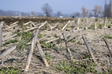 உலகம் முழுவதும் அதிகரித்துவரும் பாரிய வறட்சி: சுவிஸ் ஆய்வாளர்கள் எச்சரிக்கை