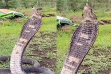 படம் எடுத்தவாறு தண்ணீர் குடிக்கும் பாம்பு! வைரல் காணொளி இதோ