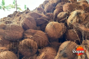 පොල් ඵලදාව මිලියන 300කින් පහළට