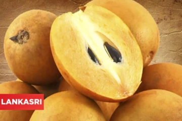 தினந்தோறும் ஒரு சப்போட்டா பழம் சாப்பிட்டு வாருங்கள்.. நன்மைகள் ஏராளம்