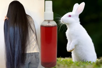 ஒரே வாரத்தில் முடி வளர வேண்டுமா? அப்போ முயல் இரத்த ஆயில் பற்றி தெரிஞ்சிக்கோங்க