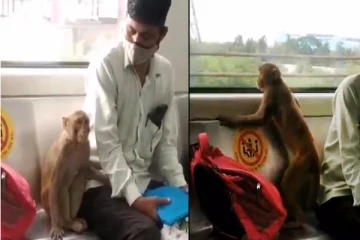 சமத்தாக மெட்ரோ ரயிலில் பயணித்த குரங்கு! இணையத்தில் வைரலான வீடியோ
