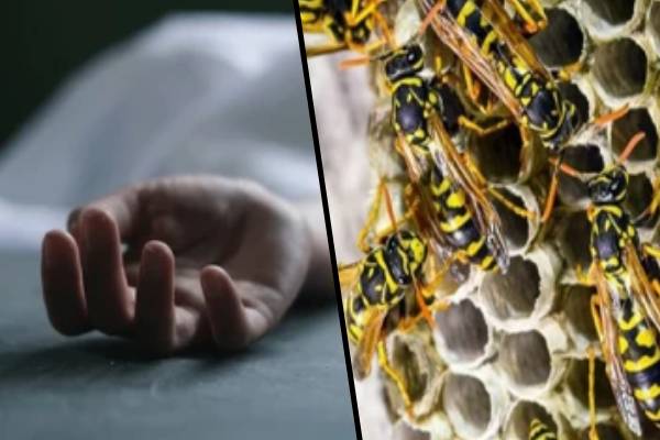 நானுஓயாவில் குளவிக் கொட்டுக்கு இலக்காகி வயோதிபப் பெண் உயிரிழப்பு | Elderly Woman Dies After Being Stung By A Wasp நானுஓயாவில் குளவிக் கொட்டுக்கு இலக்காகி வயோதிபப் பெண் உயிரிழப்பு | Elderly Woman Dies After Being Stung By A Wasp