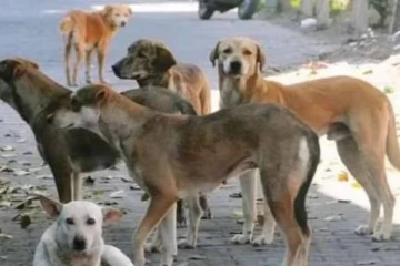 වැටලීමකට ගිය පොලිසියට කාන්තාවක් බල්ලෝ 8ක් උසි ගන්නලා - 4ක් රෝහලට